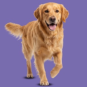 Cane