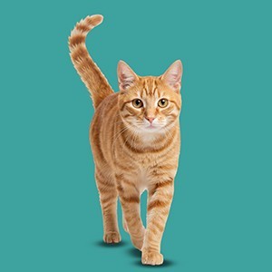 Gatto