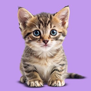 Cibo per gatti: alimentazioni per i primi mesi del cucciolo