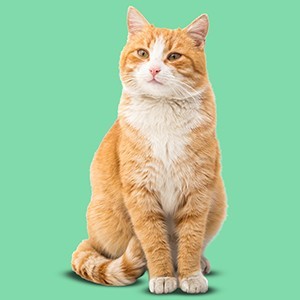 Cibo per gatti: alimentazione per la salute del gatto