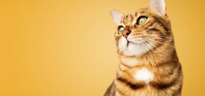 Catalogo Gatto