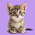 Gattini