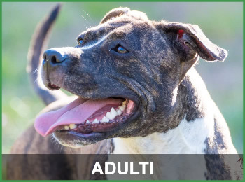  Adulti 