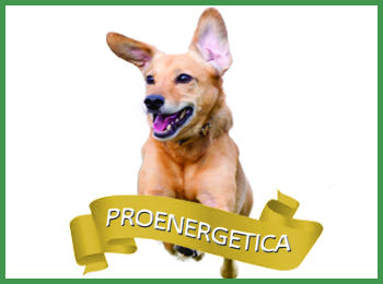  Proenergetica 